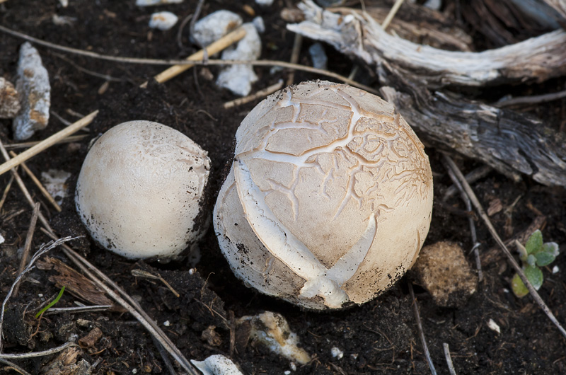 Lycoperdon lividum